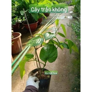 Cây trầu không giống cao 40cm-50cm sẵn bầu