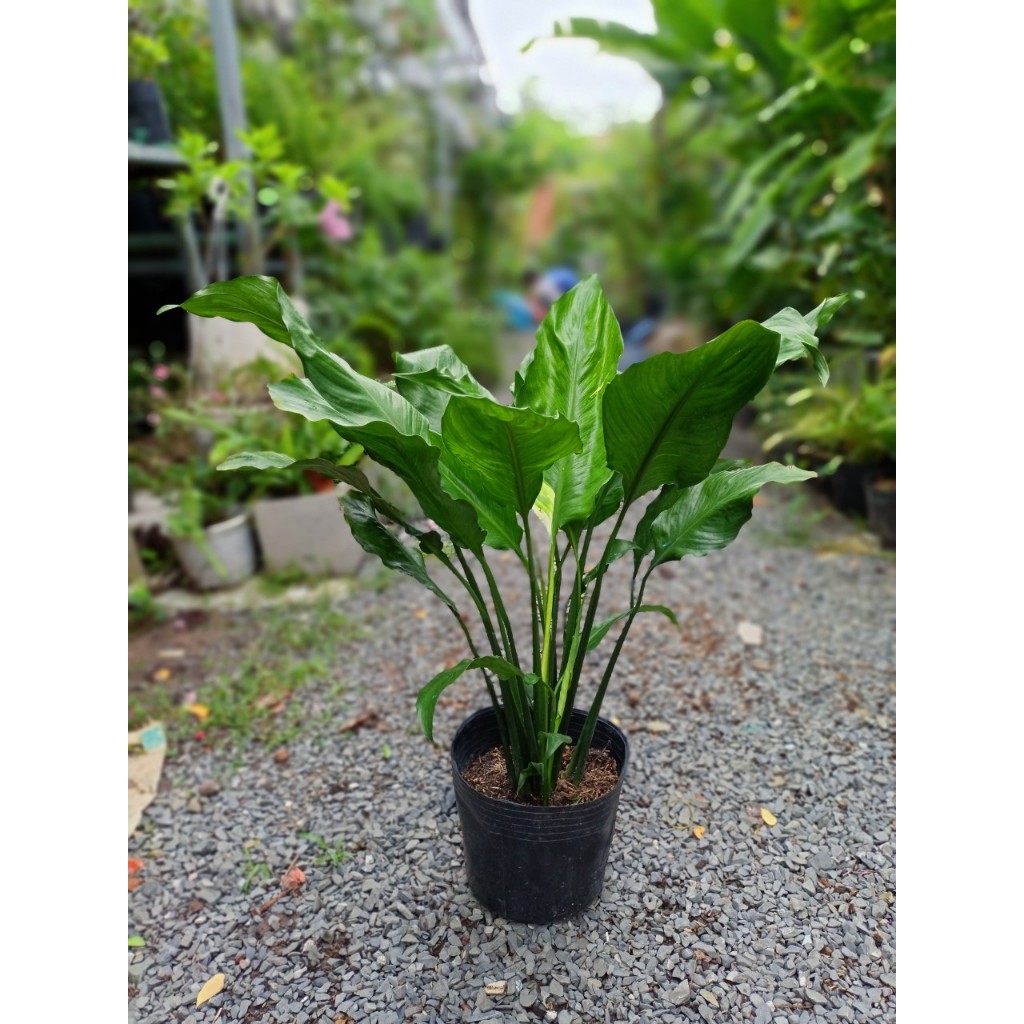 Cây lan ý thường (chỉ giao hỏa tốc HCM)