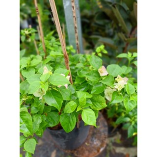 Cây hoa giấy sakura 50-60cm chưa hoa