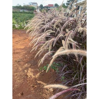 Cây cỏ phong lau xanh (ảnh thật số 2)