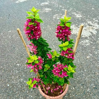 Cây hoa giấy chùm mỹ trưởng thành cao 70cm đang hoa