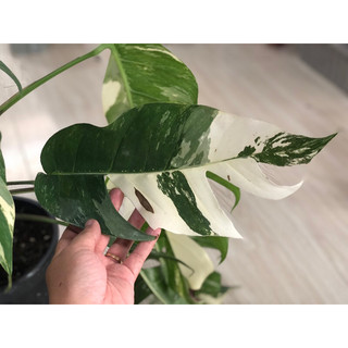 Chậu pinnatum var albo - lên trụ leo - Vườn Nhú.