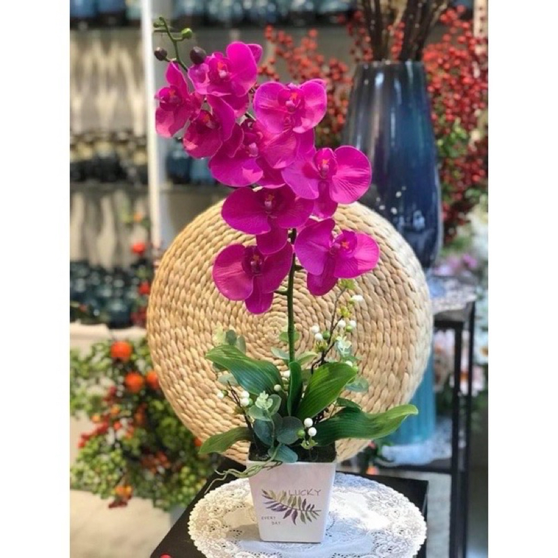 Hoa Giả - lan hồ điệp mini để bàn, gồm 1 cành lan đẹp loại 1 + chậu nhựa  Ảnh thật