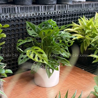 Cây Trầu Bà Lỗ để bàn - Monstera obliqua Cây Xanh Dễ Chăm Sóc