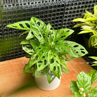 Cây Trầu Bà Lỗ để bàn - Monstera obliqua Cây Xanh Dễ Chăm Sóc