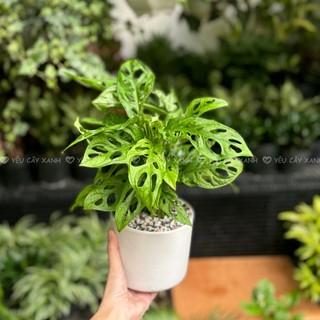 Cây Trầu Bà Lỗ để bàn - Monstera obliqua Cây Xanh Dễ Chăm Sóc
