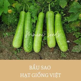 Hạt giống bầu sao