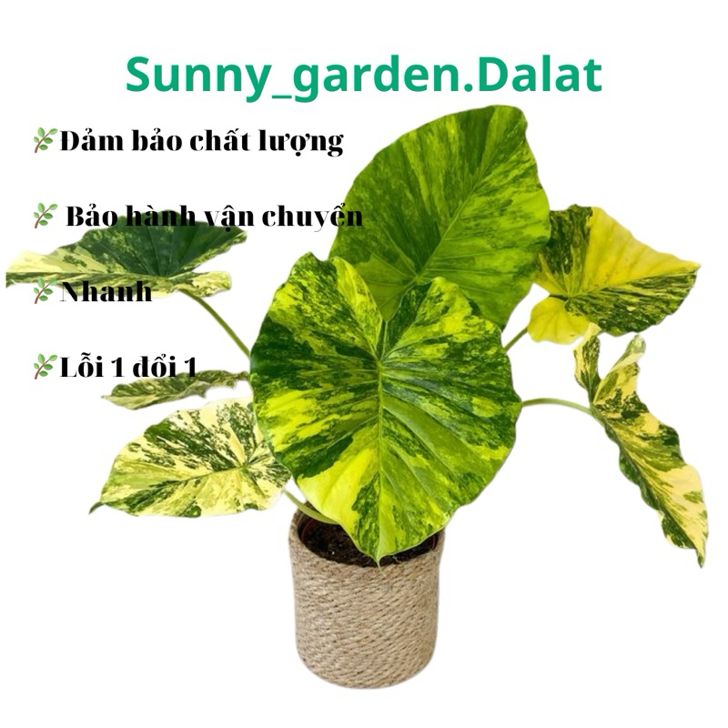 Chậu Ráy var vàng - alocasia gageana aurea variegated