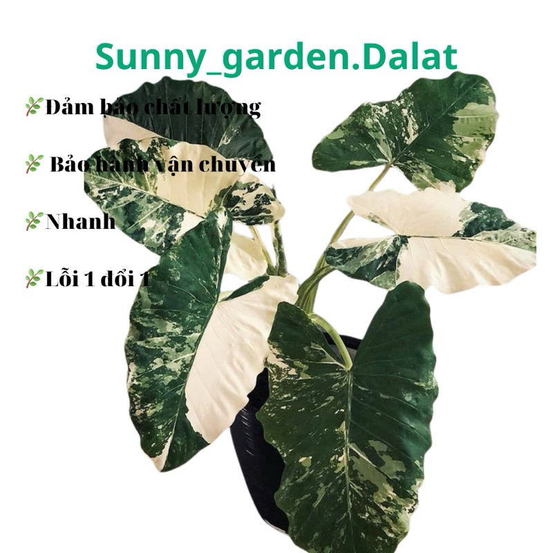Chậu Ráy var trắng - alocasia macrorrhiza variegata