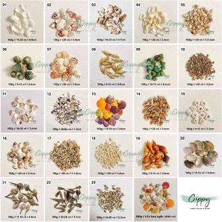 Vỏ sò, vỏ ốc bán theo combo - phụ kiện trang trí, thủy sinh - Gippy Decor