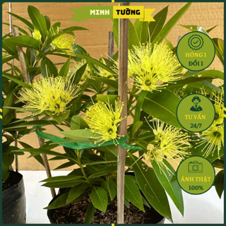 Cây Mai Thái Xanh (Hoa Vàng) - Cây Cảnh Trồng Sân Vườn