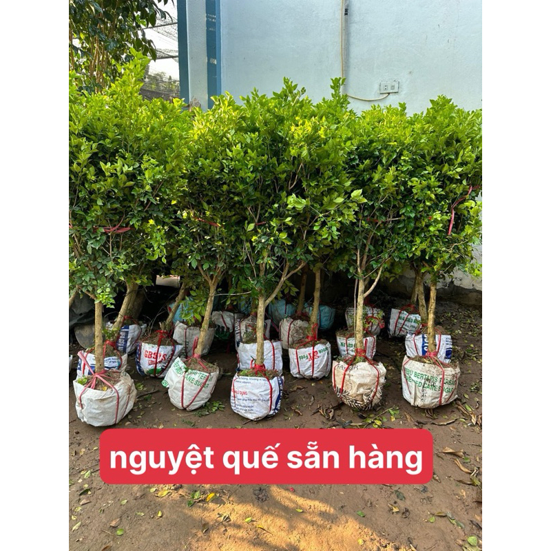 Cây Nguyệt Quế Hàng Thoát Thân Bụi to  Cây Vip ảnh thật