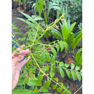 Cây Cóc Thái Lùn cây ĐANG HOA VÀ QUẢ