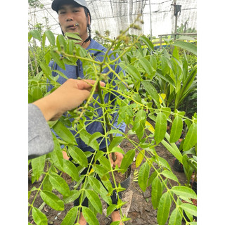 Cây Cóc Thái Lùn cây ĐANG HOA VÀ QUẢ