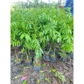 Cây Cóc Thái Lùn cây ĐANG HOA VÀ QUẢ