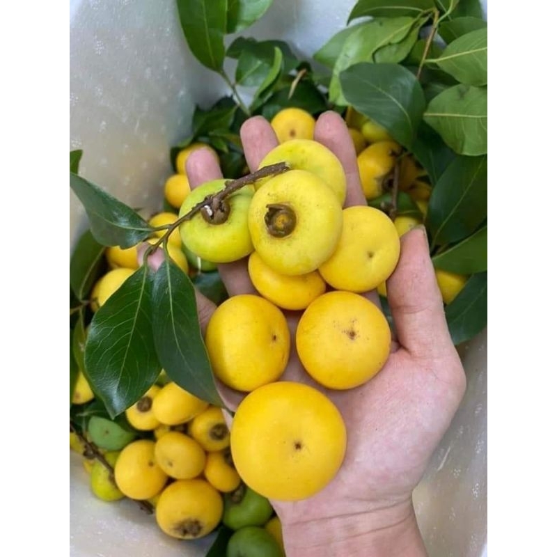 Thị sáp Hà Nội (quả nhỏ mini). Quả thị thơm (giá 10 quả)