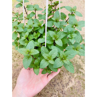 Chậu nhựa Peppermint - Bạc hà Âu