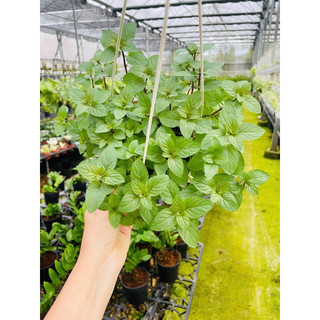 Chậu nhựa Peppermint - Bạc hà Âu