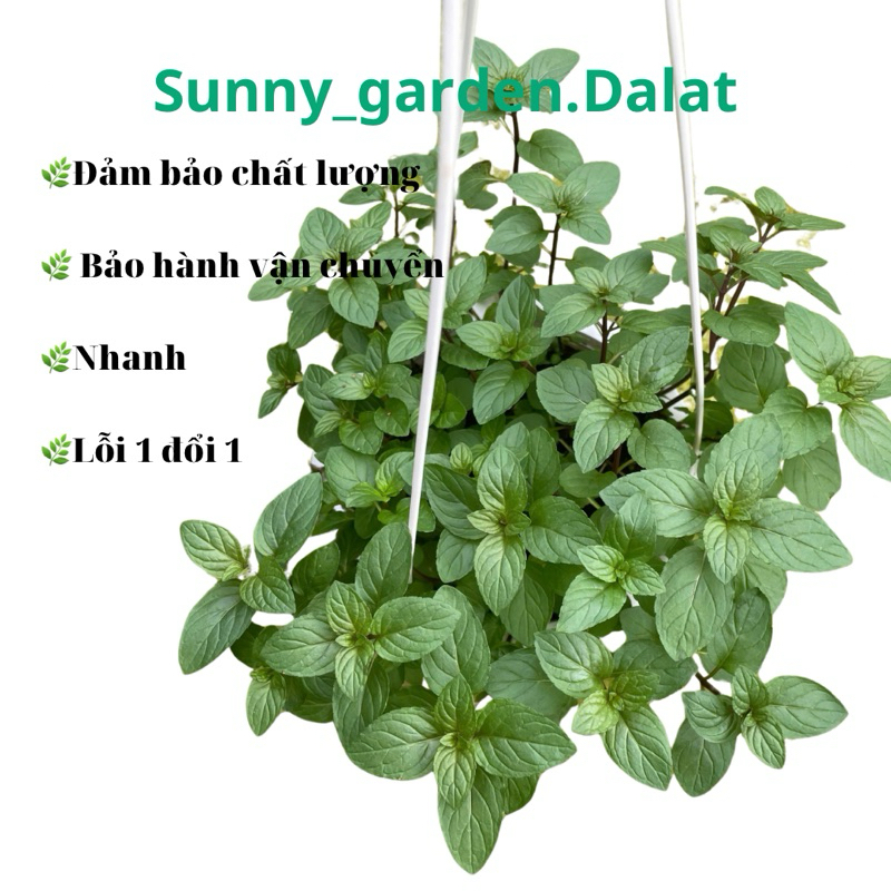 Chậu nhựa Peppermint - Bạc hà Âu