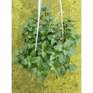 Chậu nhựa Peppermint - Bạc hà Âu