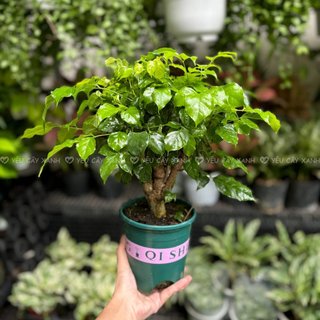 Cây Hạnh Phúc size để bàn kèm chậu gốm (nắng vừa)