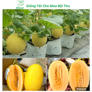Hạt giống Dưa lưới vàng siêu ngọt , dễ trồng năng suất cao - MSeed