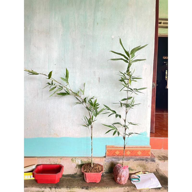 Tre bonsai (ẢNH THẬT) decol bàn trà, quán cafe, hồ cá, ban công.....