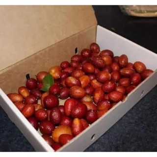 Cây giống chanh đỏ ( chanh máu)