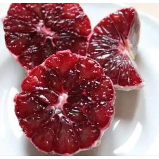 Cây giống chanh đỏ ( chanh máu)