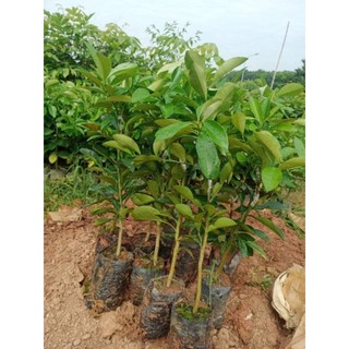Cây giống chanh đỏ ( chanh máu)