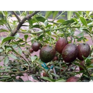Cây giống chanh đỏ ( chanh máu)