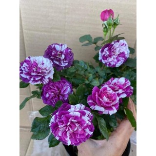 Gốc hoa hồng scented jewel rose siêng hoa