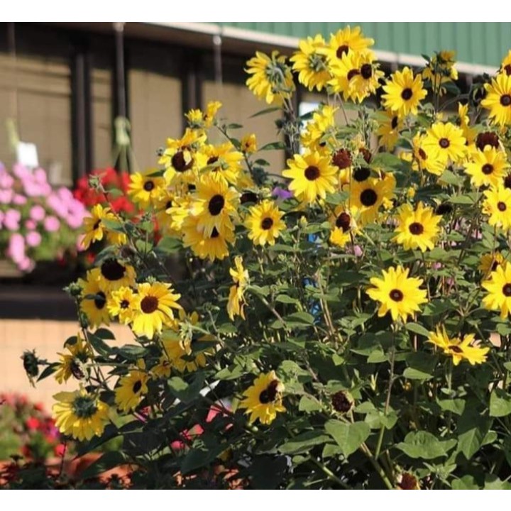 (Gói 50  hạt) Hạt giống hướng dương Mini  Piccolo -Hạt nhập khẩu  Mỹ -Hoa Siêu Bền -Cây Lâu Năm