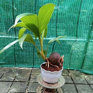 Dừa bonsai
