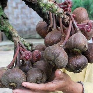 CÂY GIỐNG VẢ MẬT NẾP - HUẾ