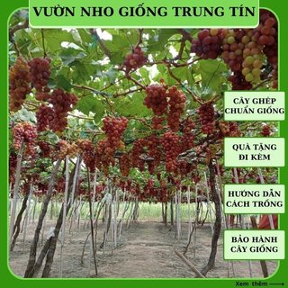 Cây nho giống Đỏ Ninh Thuận leo giàn trồng chậu thùng xốp ND05