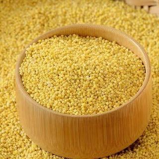 5KG Hạt kê vàng tách vỏ, Hạt kê nếp vàng dẻo, _ Hạt kê nếp vàng giá sỉ _ hạt kê tách vỏ giá sỉ _ nongsangiasi.com