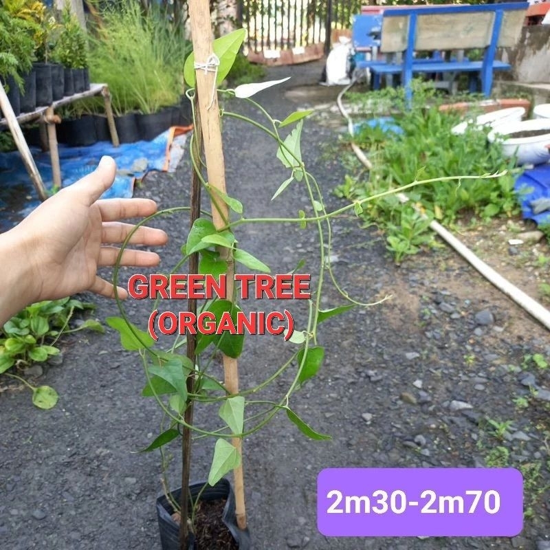 Cây giống sương sâm trơn(láng) chiết