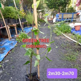Cây giống sương sâm trơn(láng) chiết