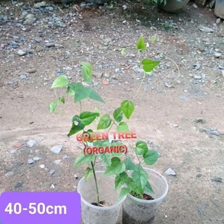 Cây giống sương sâm trơn(láng) chiết