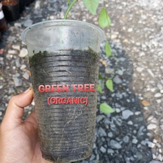 Cây giống sương sâm trơn(láng) chiết