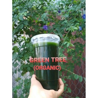 Cây giống sương sâm trơn(láng) chiết