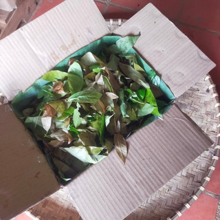 RAU BÉP RỪNG K'LONG