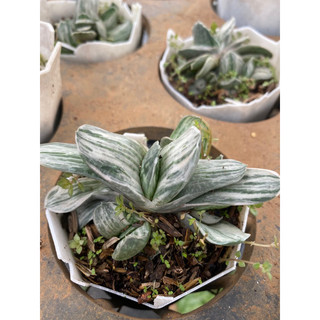Cây sen đá mỏ vịt var trắng size 5-6cm_🌱hàng sẵn