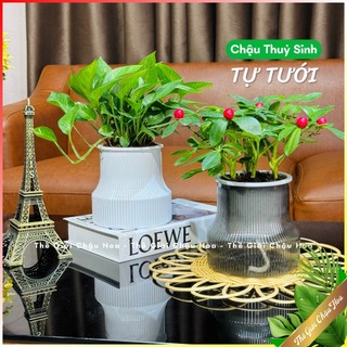  Chậu nhựa trong suốt trồng cây thuỷ sinh thông minh tự tưới nước trồng cây cắm hoa giả Decor bàn làm việc 