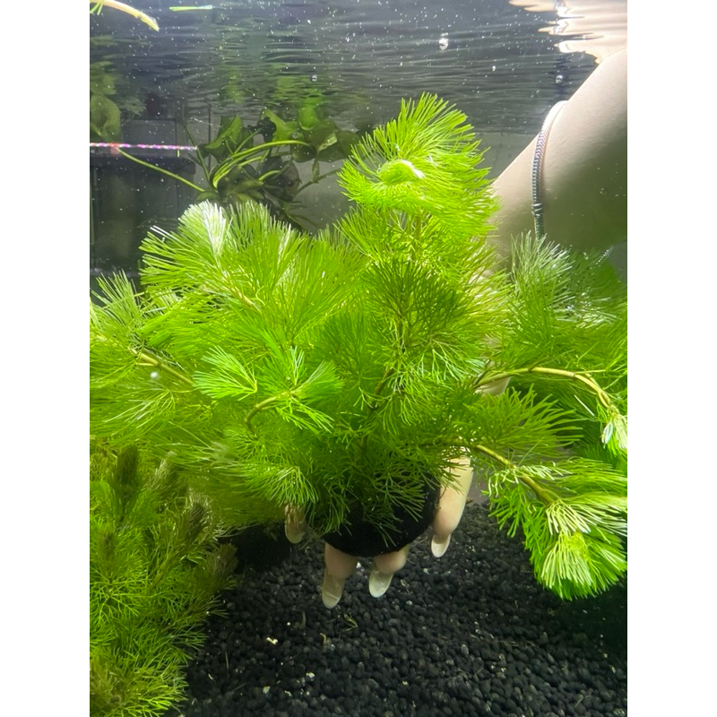Rong la hán Xanh gắn giá thể trang trí thuỷ sinh có sẵn đất dưỡng, không cần nền, không cần CO2