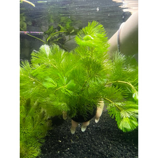 Rong la hán Xanh gắn giá thể trang trí thuỷ sinh có sẵn đất dưỡng, không cần nền, không cần CO2
