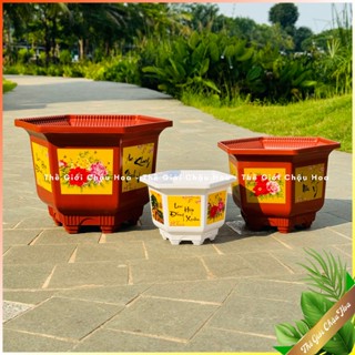 Chậu nhựa lục giác in, chậu trồng cây bon sai, chậu lục giác thấp, trồng cây kiểng bon sai, trang trí sân vườn nhà cửa