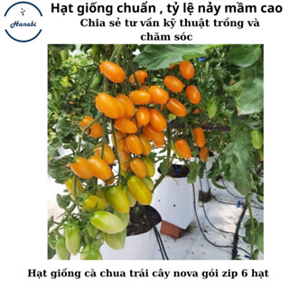 Hạt giống cà chua trái cây nova