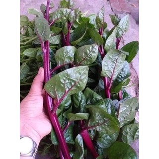 Hạt giống rau mồng tơi tím thái lan